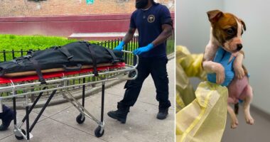 Infant found dead with dog bites was not killed by puppy: officials