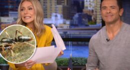 Kelly Ripa Calls Out “Perverts” In The ‘Live’ Audience After They Laugh At Her Talking About Bugs “Spreading Their Legs”