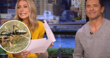 Kelly Ripa Calls Out “Perverts” In The ‘Live’ Audience After They Laugh At Her Talking About Bugs “Spreading Their Legs”