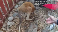 Loose pet kangaroo keeps police hopping - again - in Colorado