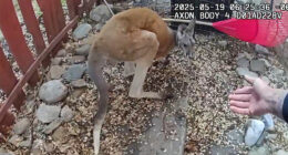 Loose pet kangaroo keeps police hopping - again - in Colorado