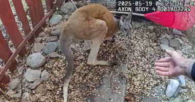 Loose pet kangaroo keeps police hopping - again - in Colorado