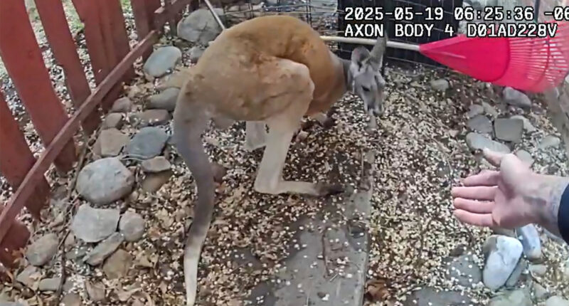 Loose pet kangaroo keeps police hopping - again - in Colorado