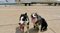 Meet the border collies, Hercules and Ned, fending off wildlife at West Virginia's busiest airport
