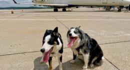 Meet the border collies, Hercules and Ned, fending off wildlife at West Virginia's busiest airport