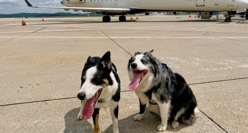 Meet the border collies, Hercules and Ned, fending off wildlife at West Virginia's busiest airport