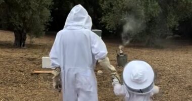 Meghan shares full clip of honey harvesting with Lilibet - and gives a sweet nod to Archie