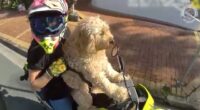 Moment biker woman riding with DOG strapped to her is pulled over by stunned cop – before making bizarre ‘Temu’ excuse