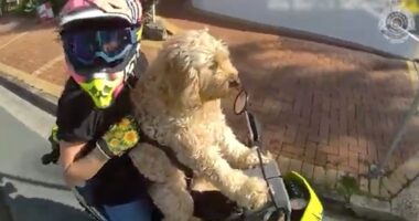 Moment biker woman riding with DOG strapped to her is pulled over by stunned cop – before making bizarre ‘Temu’ excuse