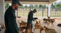 Morocco unveils policies it hopes bolster the care and management of stray dogs