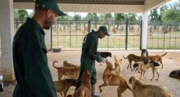 Morocco unveils policies it hopes bolster the care and management of stray dogs