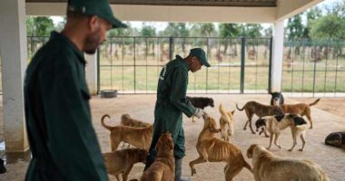 Morocco unveils policies it hopes bolster the care and management of stray dogs