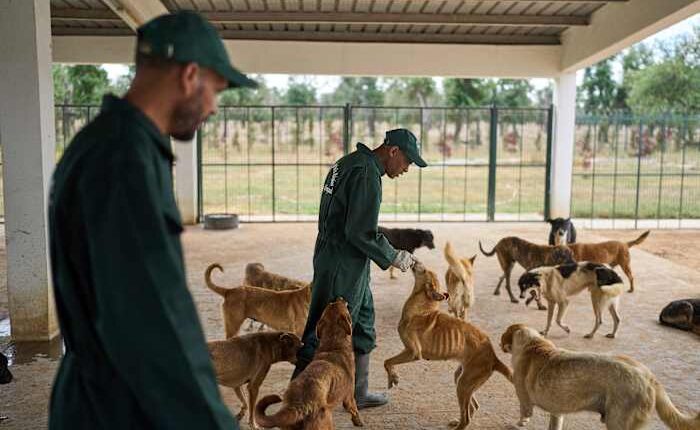 Morocco unveils policies it hopes bolster the care and management of stray dogs