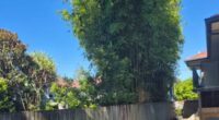 My neighbour's bamboo is costing me thousands... but he doesn't care - here's why