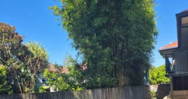 My neighbour's bamboo is costing me thousands... but he doesn't care - here's why