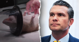 Navy halts dog and cat experiments after PETA writes Hegseth about US taxpayer-funded animal tests