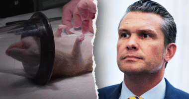 Navy halts dog and cat experiments after PETA writes Hegseth about US taxpayer-funded animal tests