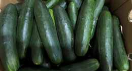 New salmonella outbreak tied to same Florida grower with tainted cucumbers last year