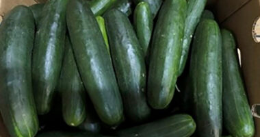 New salmonella outbreak tied to same Florida grower with tainted cucumbers last year