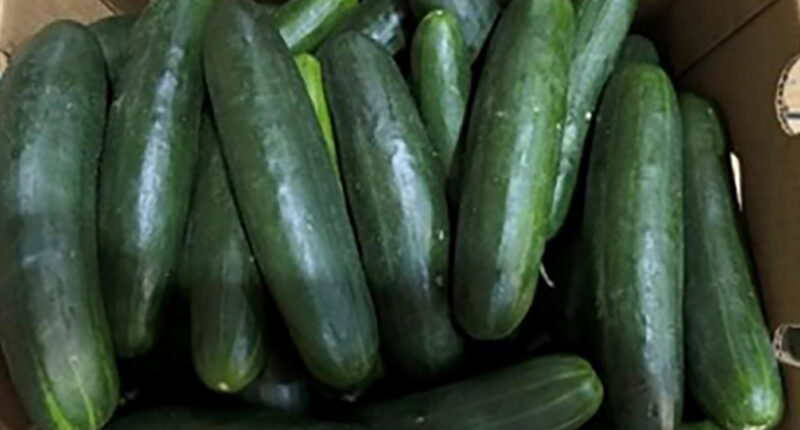 New salmonella outbreak tied to same Florida grower with tainted cucumbers last year