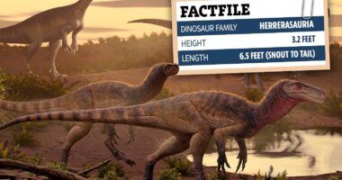 New species of dog-sized killer dinosaur that roamed Earth 220m years ago discovered – but its name isn’t too catchy
