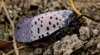 Ohio Department of Agriculture expands spotted lanternfly quarantine area to 6 more counties: See if your area is included and what it means