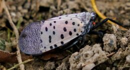Ohio Department of Agriculture expands spotted lanternfly quarantine area to 6 more counties: See if your area is included and what it means