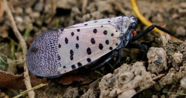 Ohio Department of Agriculture expands spotted lanternfly quarantine area to 6 more counties: See if your area is included and what it means