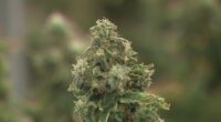 Ohioans voice opposition amid proposed changes to marijuana law