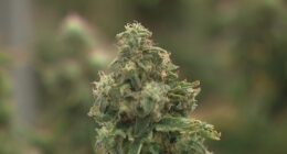 Ohioans voice opposition amid proposed changes to marijuana law