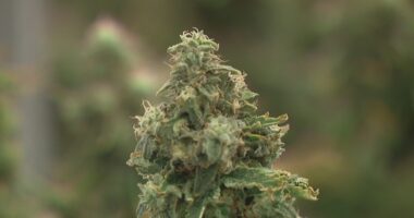 Ohioans voice opposition amid proposed changes to marijuana law