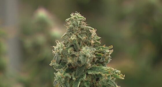 Ohioans voice opposition amid proposed changes to marijuana law