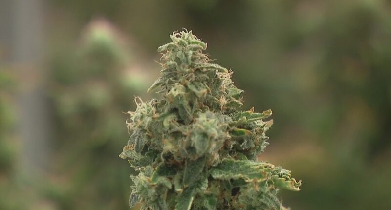 Ohioans voice opposition amid proposed changes to marijuana law
