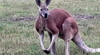 Petting zoo worker beaten to death by KANGAROO after climbing into its pen to ‘roughhouse’ with animal