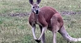 Petting zoo worker beaten to death by KANGAROO after climbing into its pen to ‘roughhouse’ with animal