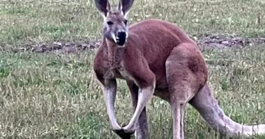 Petting zoo worker beaten to death by KANGAROO after climbing into its pen to ‘roughhouse’ with animal