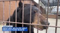 Rescued wildlife animals at Big Run Wolf Ranch in Lockport, Illinois help take bite out of climate change