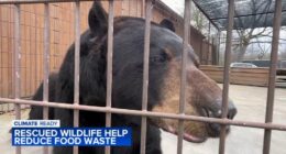 Rescued wildlife animals at Big Run Wolf Ranch in Lockport, Illinois help take bite out of climate change