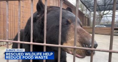 Rescued wildlife animals at Big Run Wolf Ranch in Lockport, Illinois help take bite out of climate change