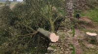 Revealed, secrets that drove once-inseparable 'odd couple' to chop down iconic Sycamore Gap