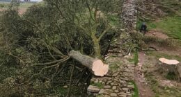Revealed, secrets that drove once-inseparable 'odd couple' to chop down iconic Sycamore Gap