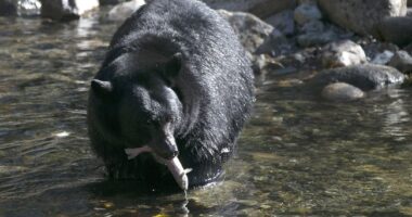 Sad: Elderly Florida Man Is That State's First Victim of a Lethal Bear Attack