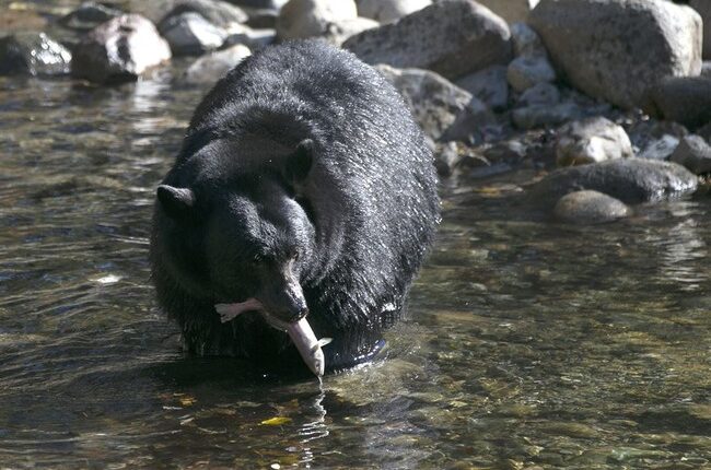 Sad: Elderly Florida Man Is That State's First Victim of a Lethal Bear Attack