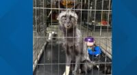 Sanctuary expanding as more captive-bred foxes are surrendered by pet owners: Ready Pet GO!