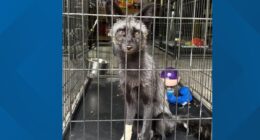 Sanctuary expanding as more captive-bred foxes are surrendered by pet owners: Ready Pet GO!