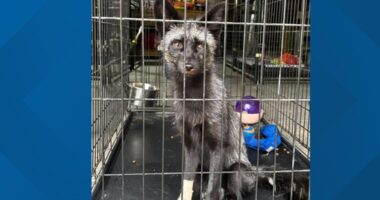 Sanctuary expanding as more captive-bred foxes are surrendered by pet owners: Ready Pet GO!