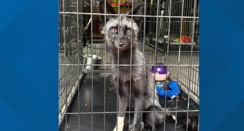 Sanctuary expanding as more captive-bred foxes are surrendered by pet owners: Ready Pet GO!