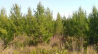 Several brush fires reported in Ocala National Forest, officials say