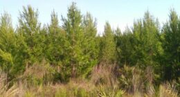Several brush fires reported in Ocala National Forest, officials say