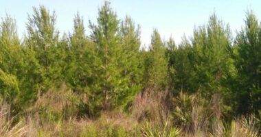 Several brush fires reported in Ocala National Forest, officials say